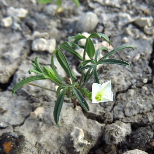 Image of Ipomoea costellata by (c) Annika Lindqvist, some rights reserved (CC BY)