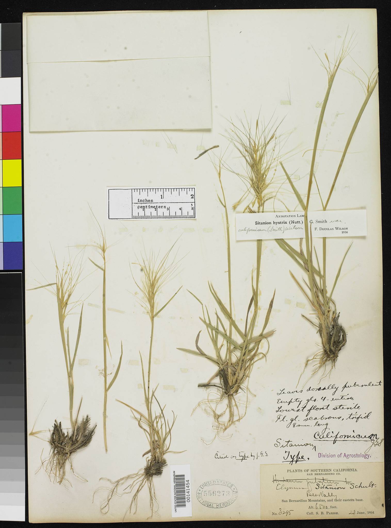 Elymus elymoides ssp. californicus