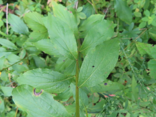 Image of Solidago ulmifolia by (c) Eric Schmidt, some rights reserved (CC BY)