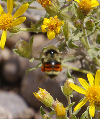 Bombus bifarius
