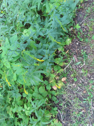 Image of Solidago ulmifolia by (c) Eric Schmidt, some rights reserved (CC BY)