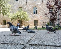 Columba livia domestica