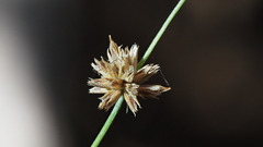 Juncus dubius
