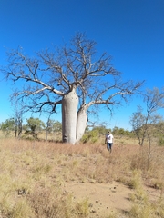 Adansonia gregorii