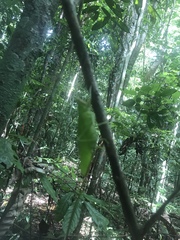 Copiphora brevirostris