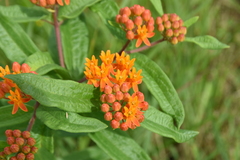 Asclepias tuberosa