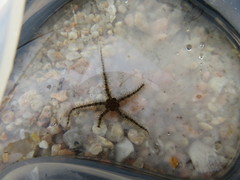 Ophiothrix