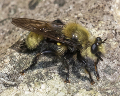 Laphria posticata