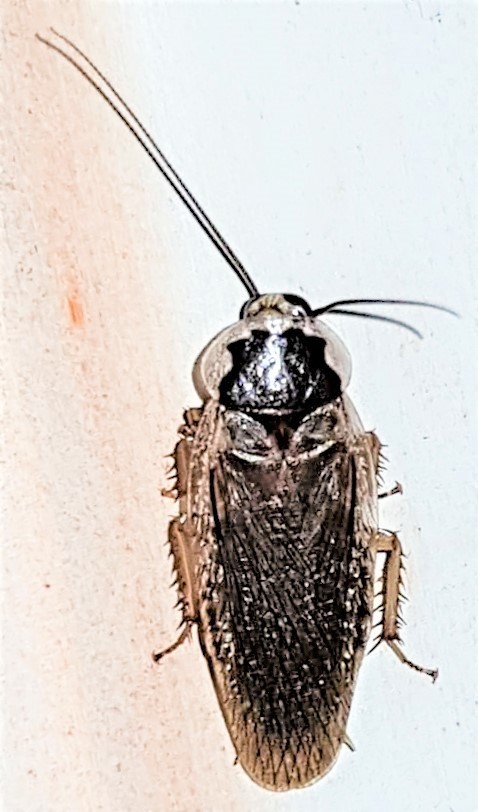 Phoetalia pallida