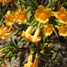 Orange Bush Monkeyflower - Photo (c) Terrie Miller, some rights reserved (CC BY-NC-SA)