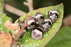 Orsilochides scurrilis