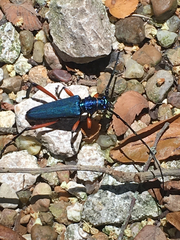 Plinthocoelium suaveolens