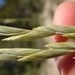 Thickspike Wheatgrass - Photo (c) Matt Lavin, some rights reserved (CC BY-SA)