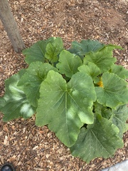 Cucurbita pepo