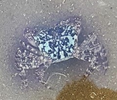 Metopograpsus frontalis