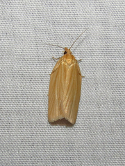 Clepsis clemensiana