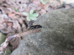 Macrophya punctumalbum