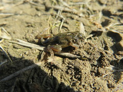 Pelodytes punctatus