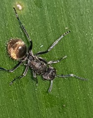 Polyrhachis aurea