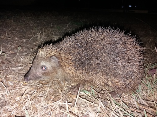 Southern White-breasted Hedgehog, photo 4 of 10