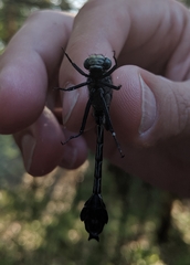 Gomphurus ventricosus