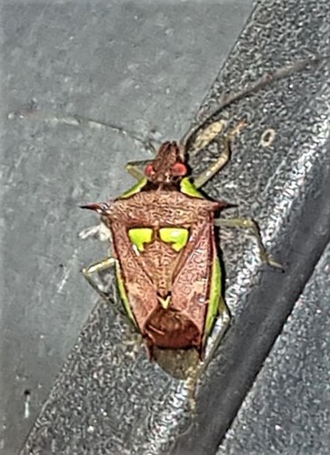 Rhyncholepta grandicallosa