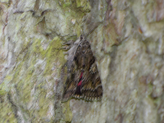 Catocala sponsa