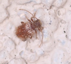 Ptinus