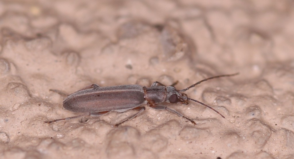 Oxacis subfusca