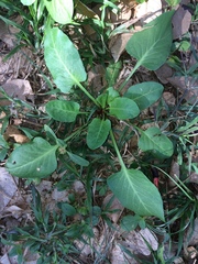 Rumex hypogaeus