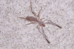 Ammotrechidae