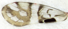 Zelandopsocus formosellus