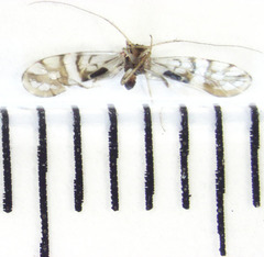 Zelandopsocus formosellus