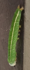 Panopoda
