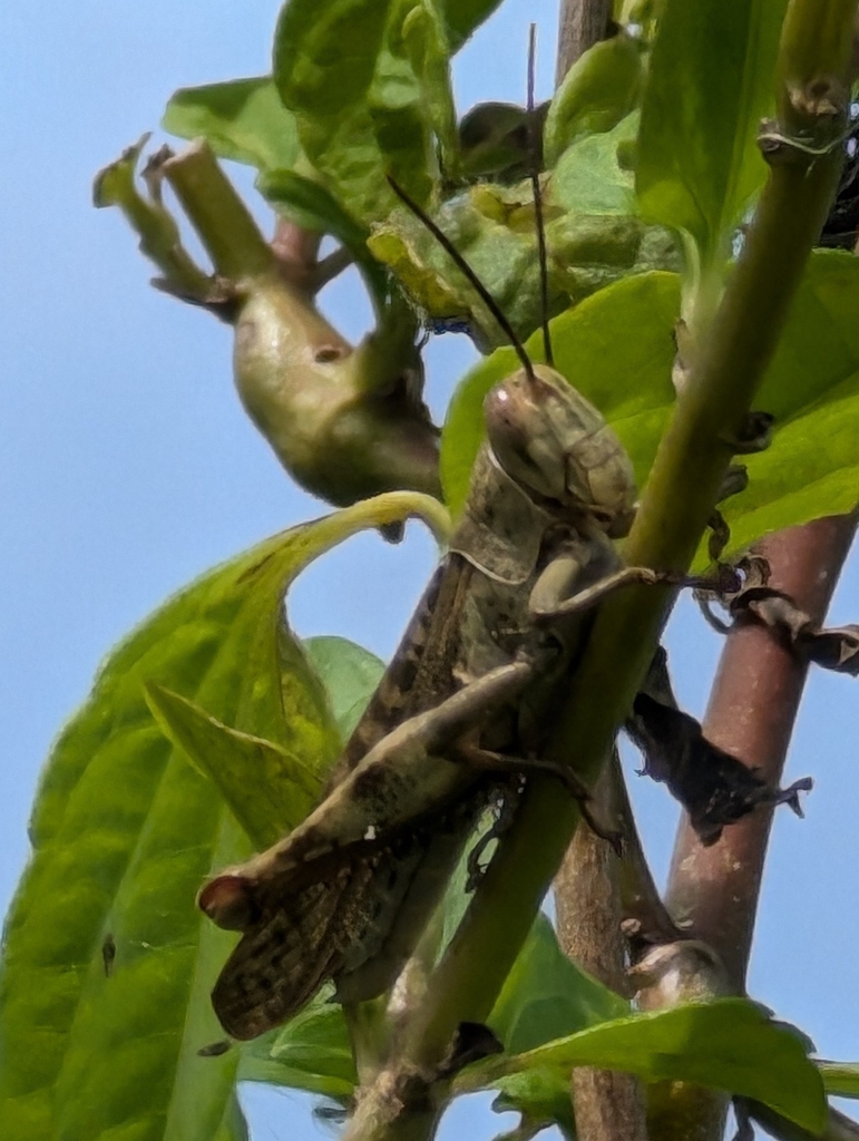 Valanga excavata