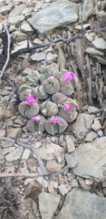Gibbaeum dispar