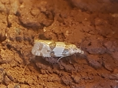 Aethes argentilimitana