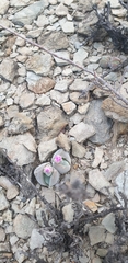 Gibbaeum dispar