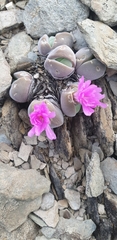 Gibbaeum dispar