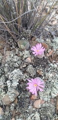 Gibbaeum dispar