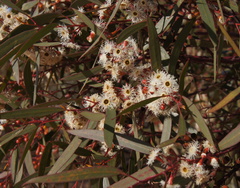 Eucalyptus gracilis