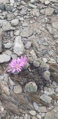 Gibbaeum dispar