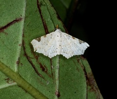 Prolophota trigonifera