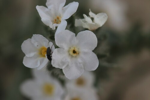 Wetherill's cryptantha (Cryptantha wetherillii)