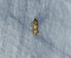 Promalactis lobatifera