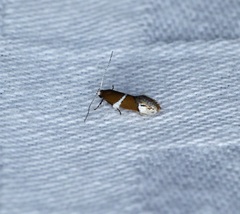 Promalactis longiuncata