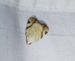 Pseudeustrotia semialba