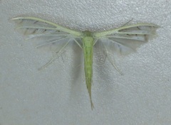 Pterophorus