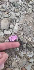 Gibbaeum dispar