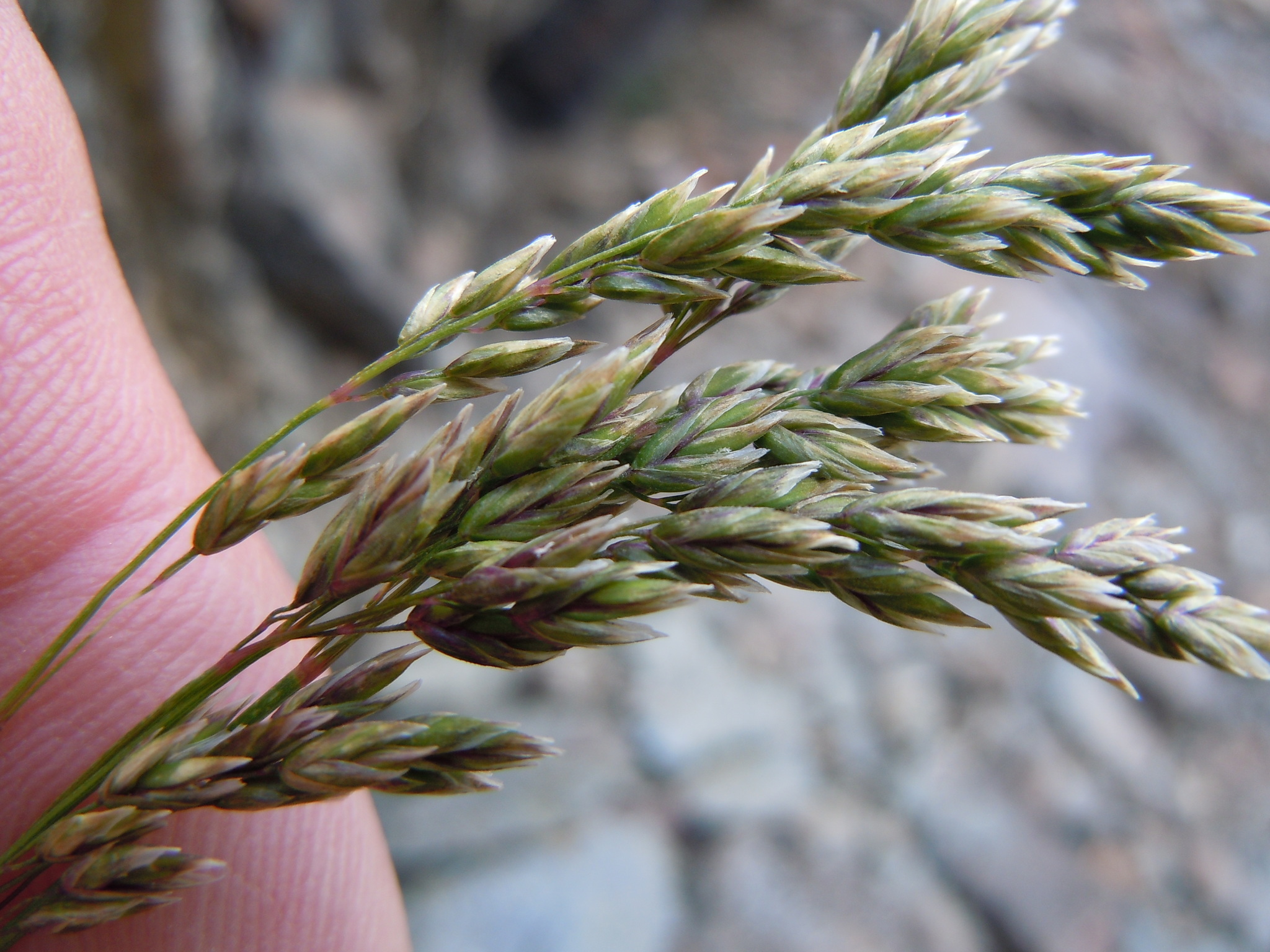 Poa cusickii ssp. epilis